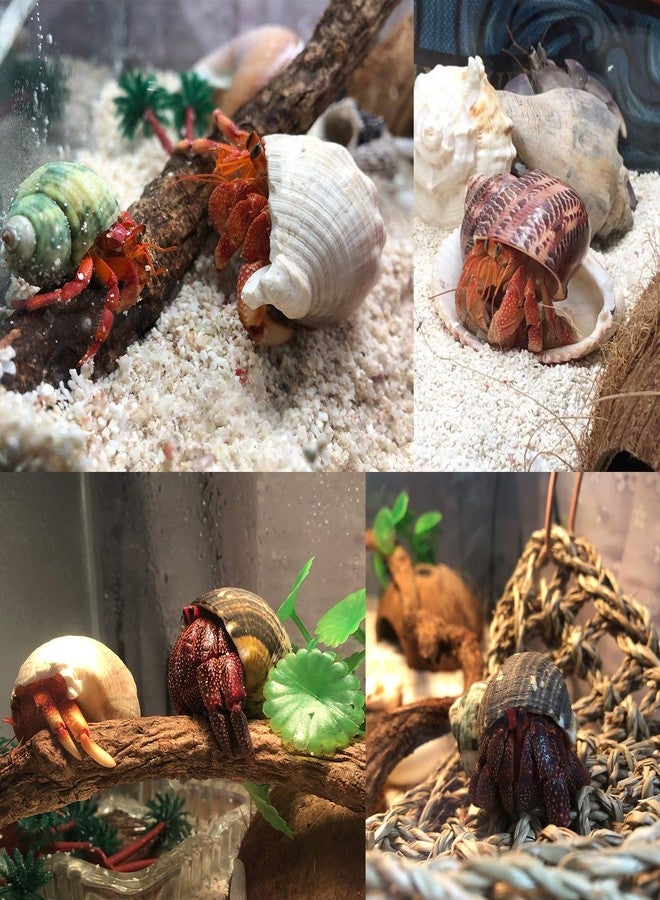 SINKOO Hermit Crab Shells 17PCS (9 Types) Medium Small Growth Turbo Seashells 0.6-1.6 Inch Various Openning Size Natural - Image 5